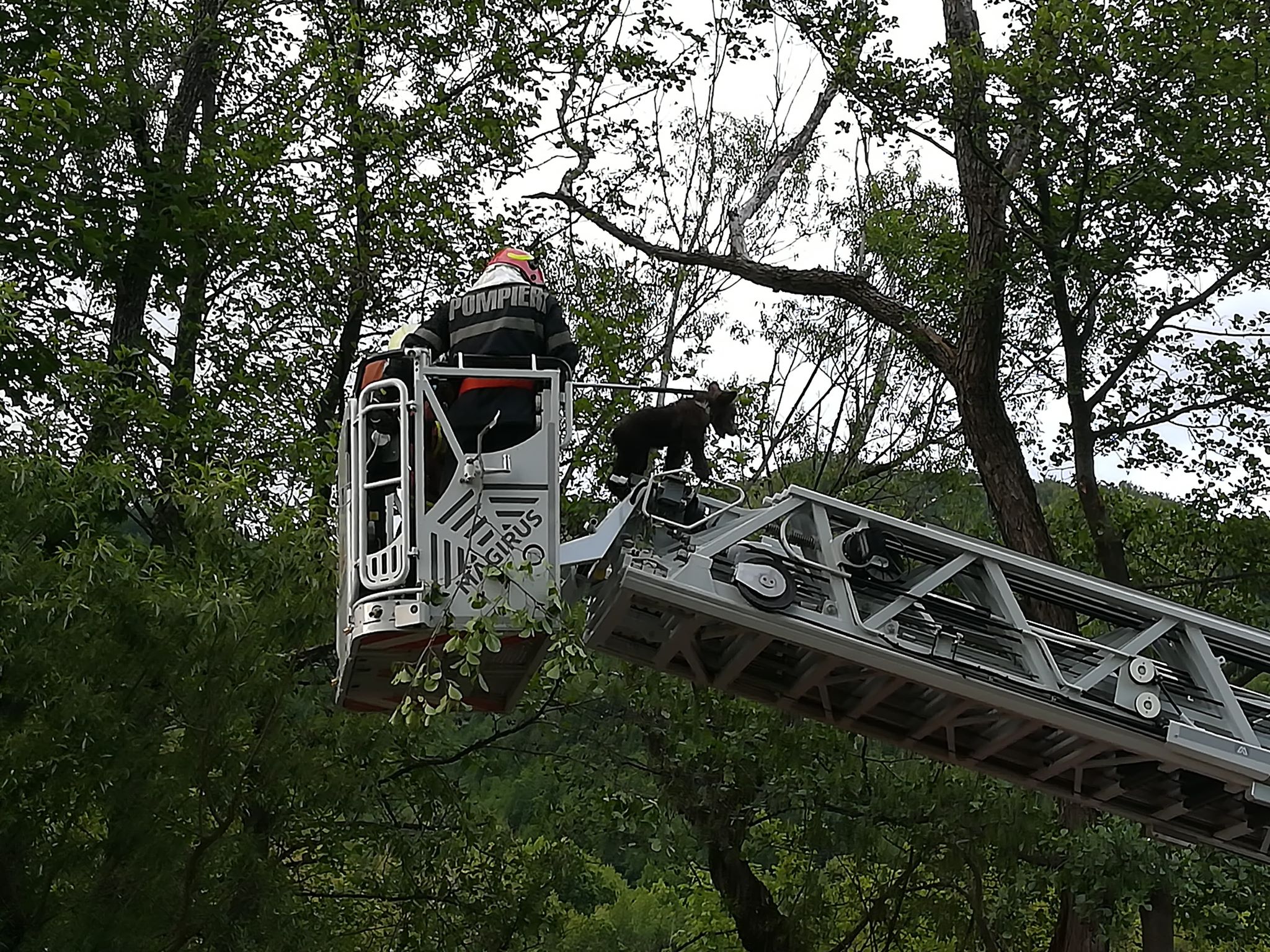 Intervenție pentru salvarea unui pui de urs, în zona podului de la Zimți