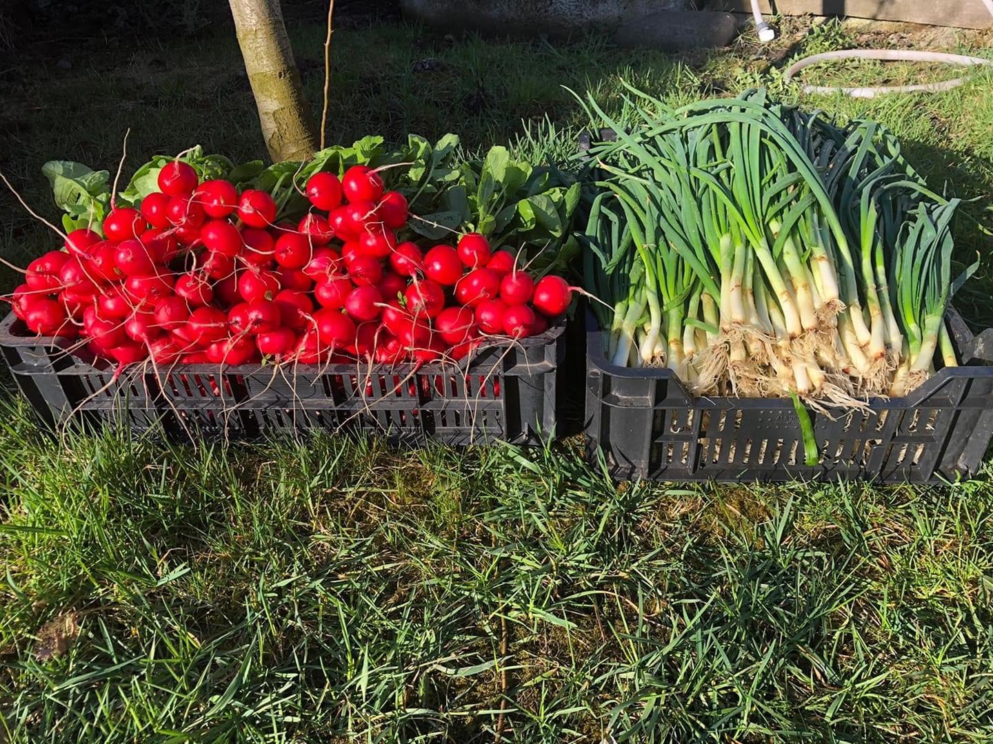 MATEI Dana. Legume de sezon