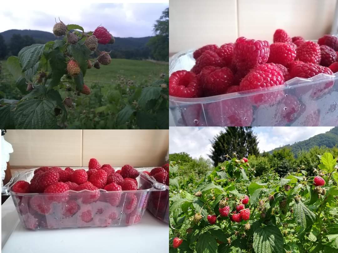 POP Lăcrămioara. Zmeură de cultură