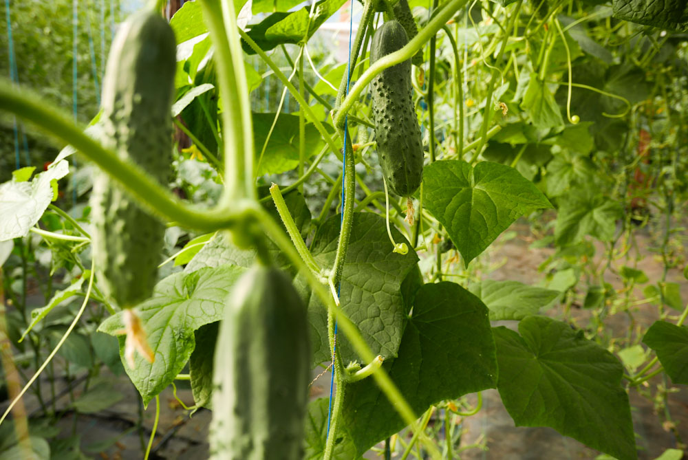 TODORAN Samuel. Legume de sezon