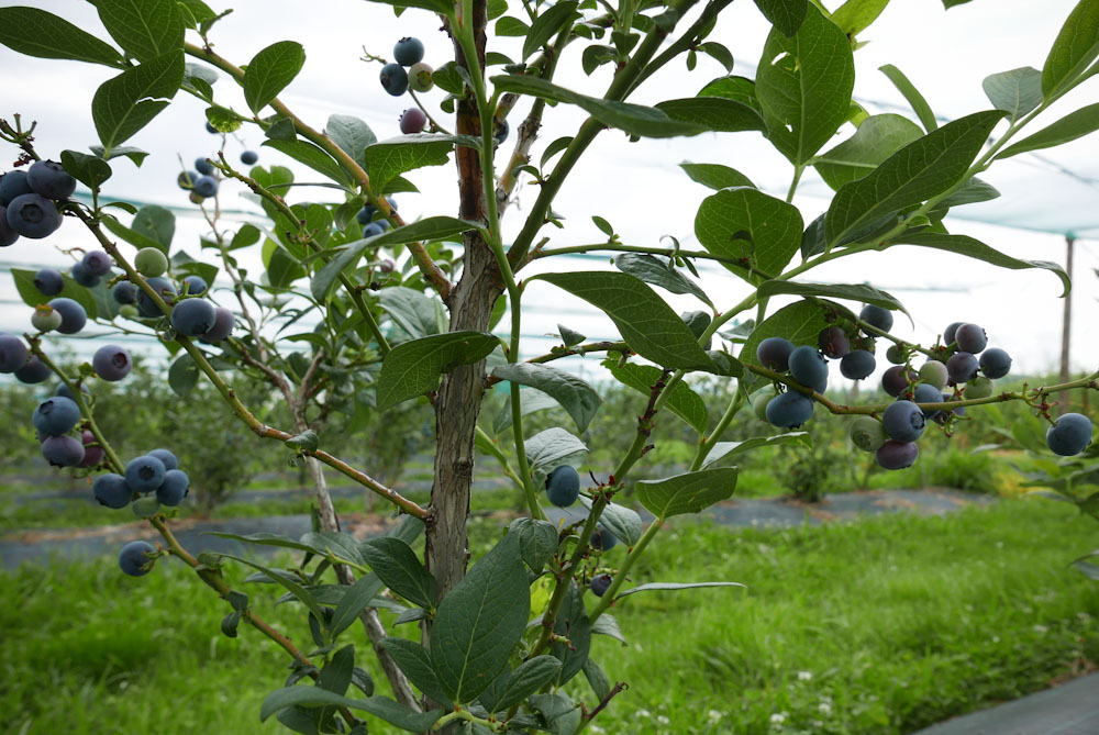 TODORAN Horațiu. Afine