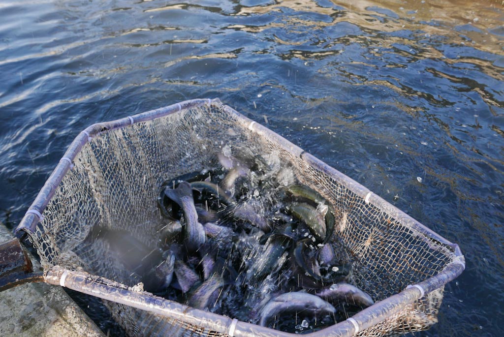 TODORAN Ionuț. Păstrăvi vii